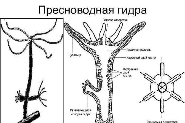 Настоящий сайт kraken